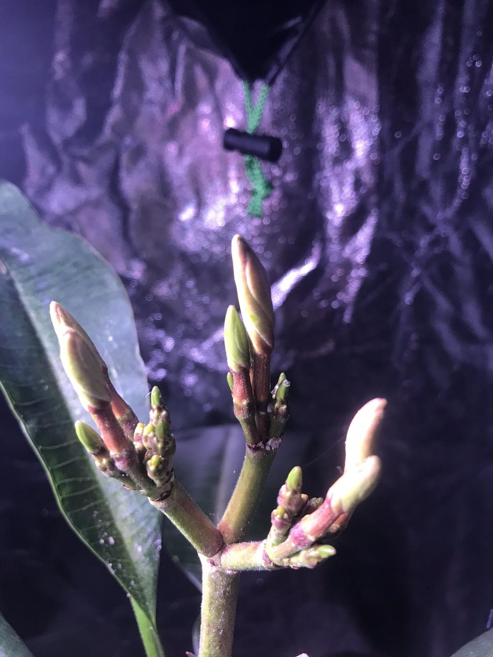 Buds Dropping before Blooming in the Plumeria forum