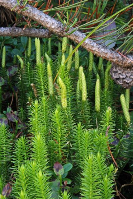 Stiff Clubmoss (Spinulum annotinum subsp. annotinum)