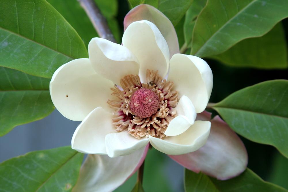 Magnolias Plant Care and Collection of Varieties