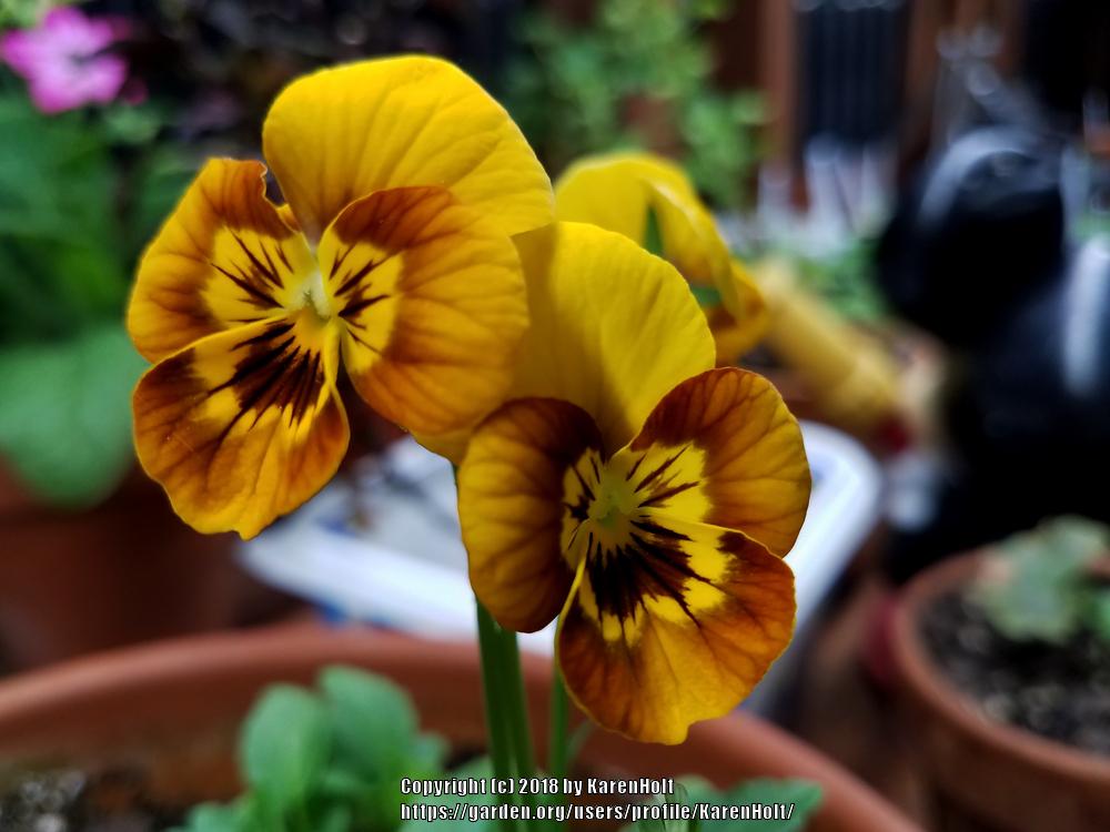 Violas Plant Care and Collection of Varieties