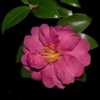 Camellia hiemalis Kanjiro 002