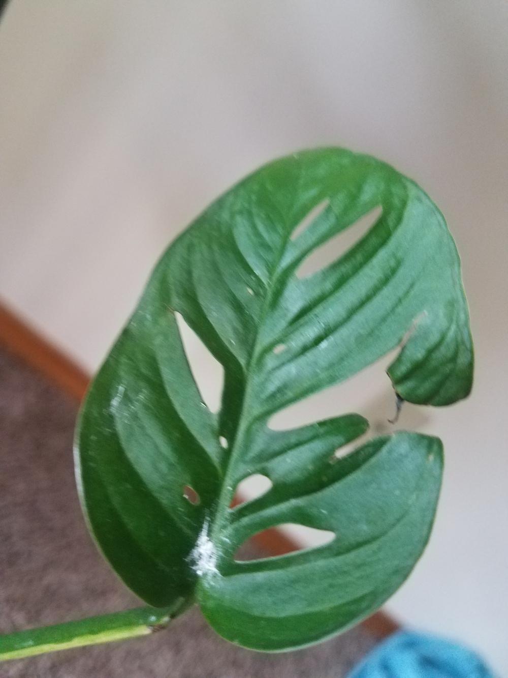 White dust is it powdery mildew? in the Houseplants forum