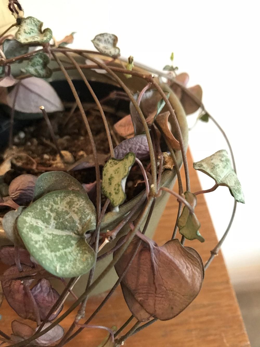 Houseplants Forum String Of Hearts Help Garden Org