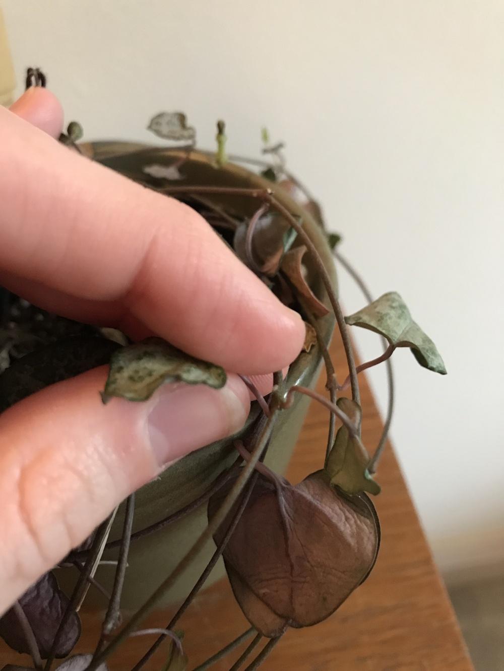 Houseplants Forum String Of Hearts Help Garden Org