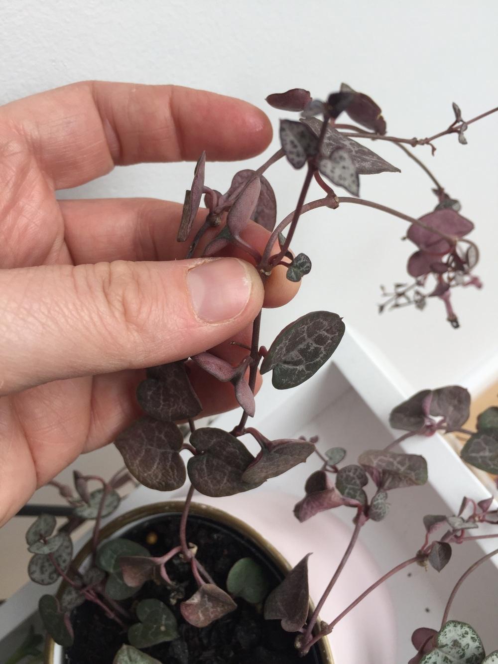 Houseplants Forum String Of Hearts Help Garden Org