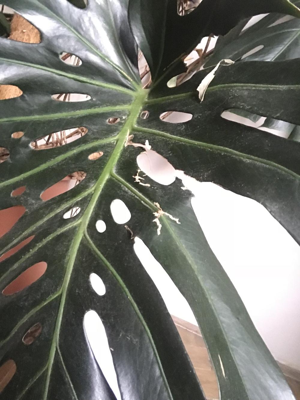 Ask A Question Forum Monstera Leaves Cracking Helpppp Garden Org