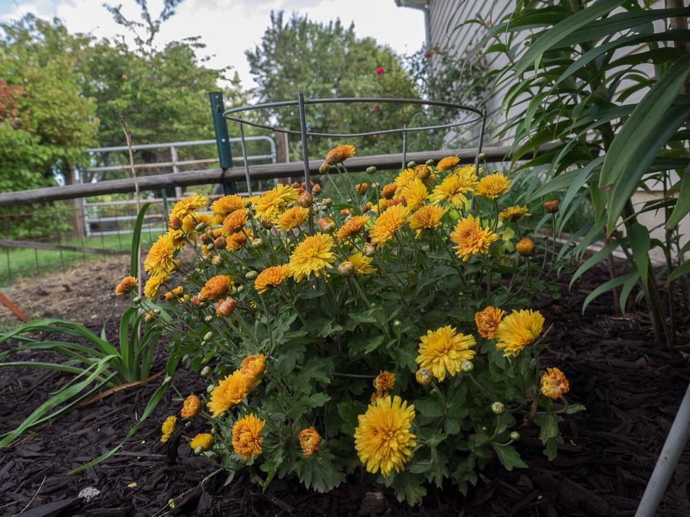Photo of the entire plant of Cushion Mum (Chrysanthemum 'Golden Regards