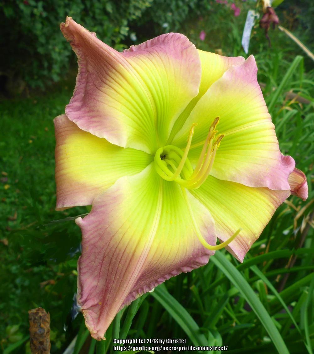 Daylily (Hemerocallis 'As Green as Green Can Be') in the Daylilies