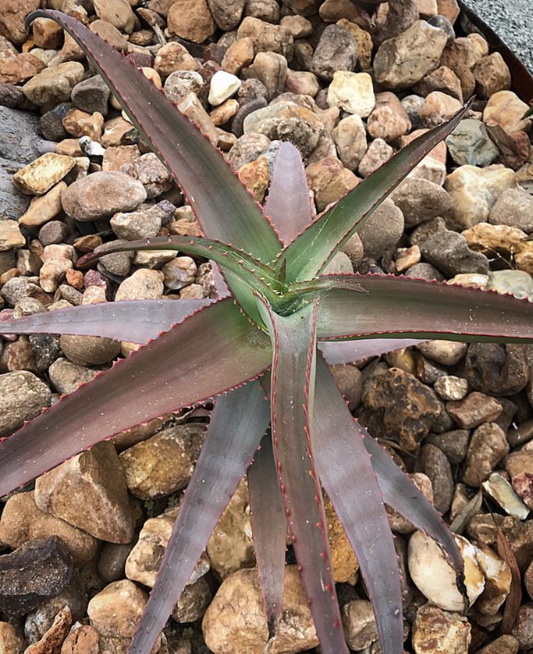 Aloe 'Candy Corn' in the Aloes Database