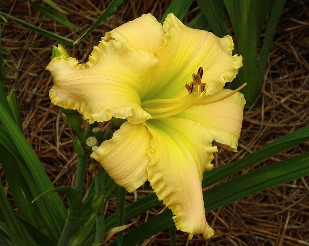Daylily (Hemerocallis 'Mood Swing') in the Daylilies Database