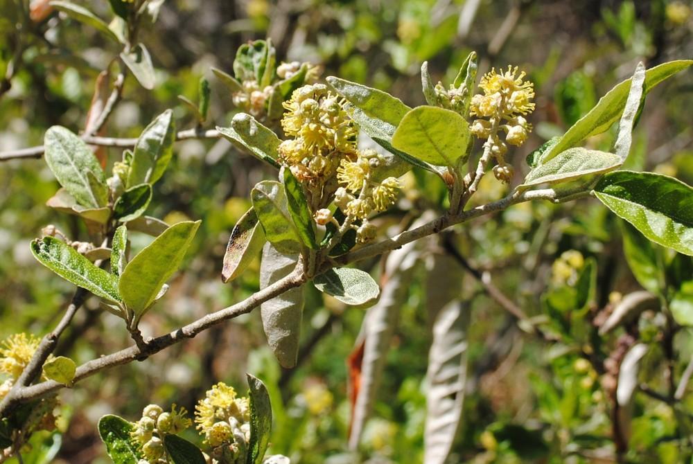 Alabama croton (Croton alabamensis)