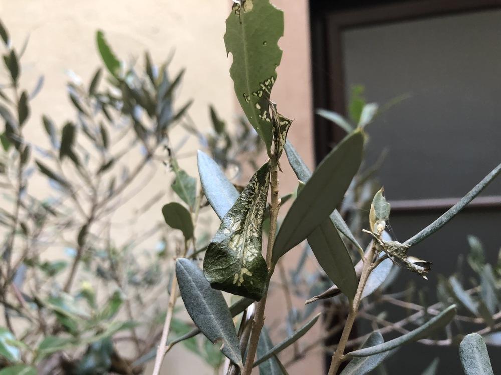 What's eating my olive tree leaves? in the Ask a Question forum