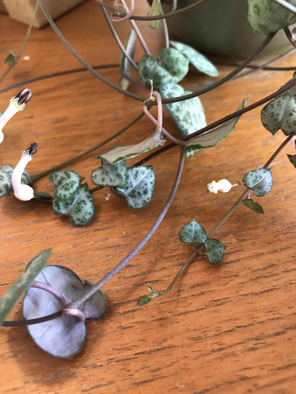 Houseplants Forum String Of Hearts Help Garden Org