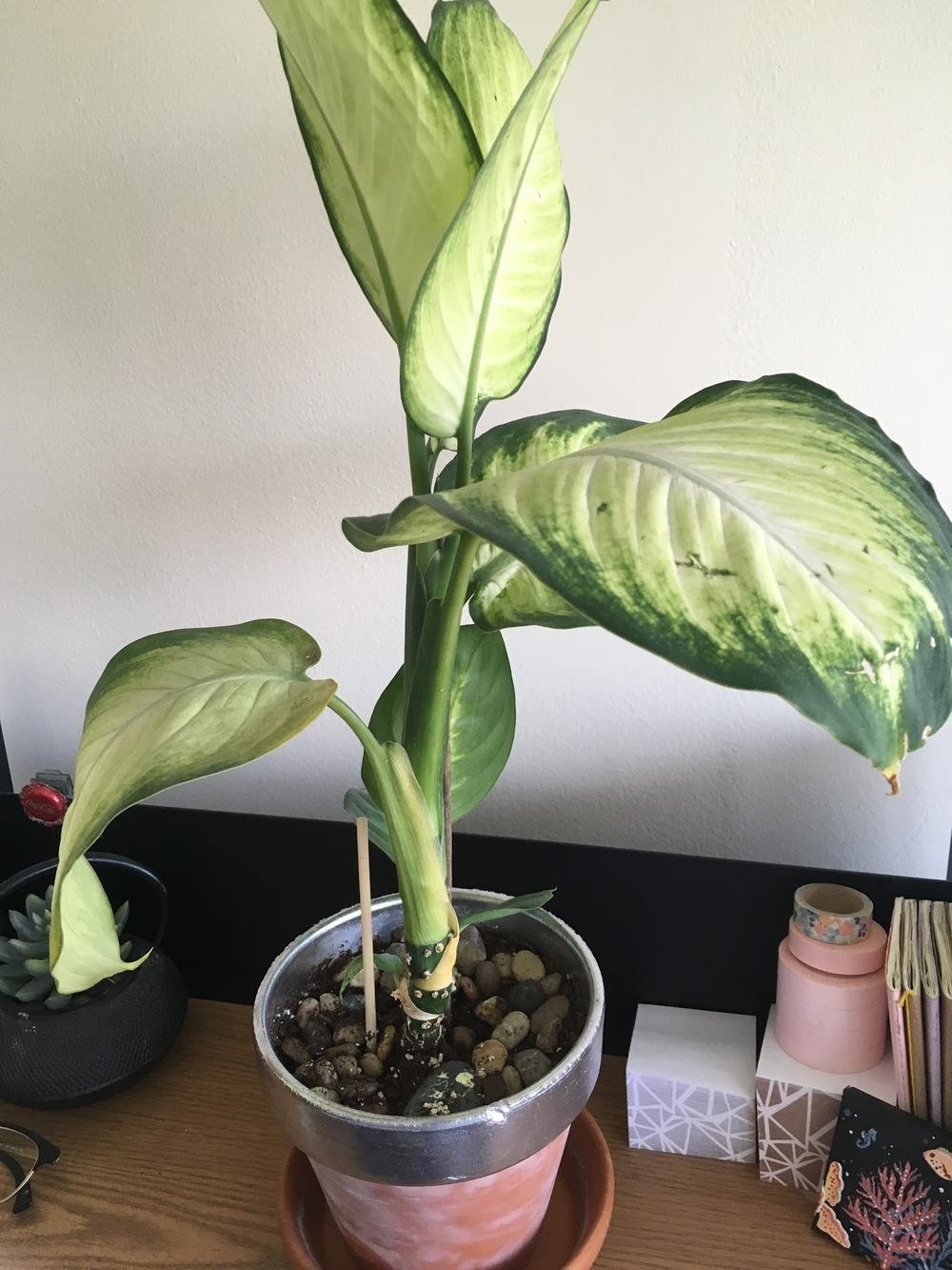 Dumb Cane plant has yellow leaves in the Ask a Question forum