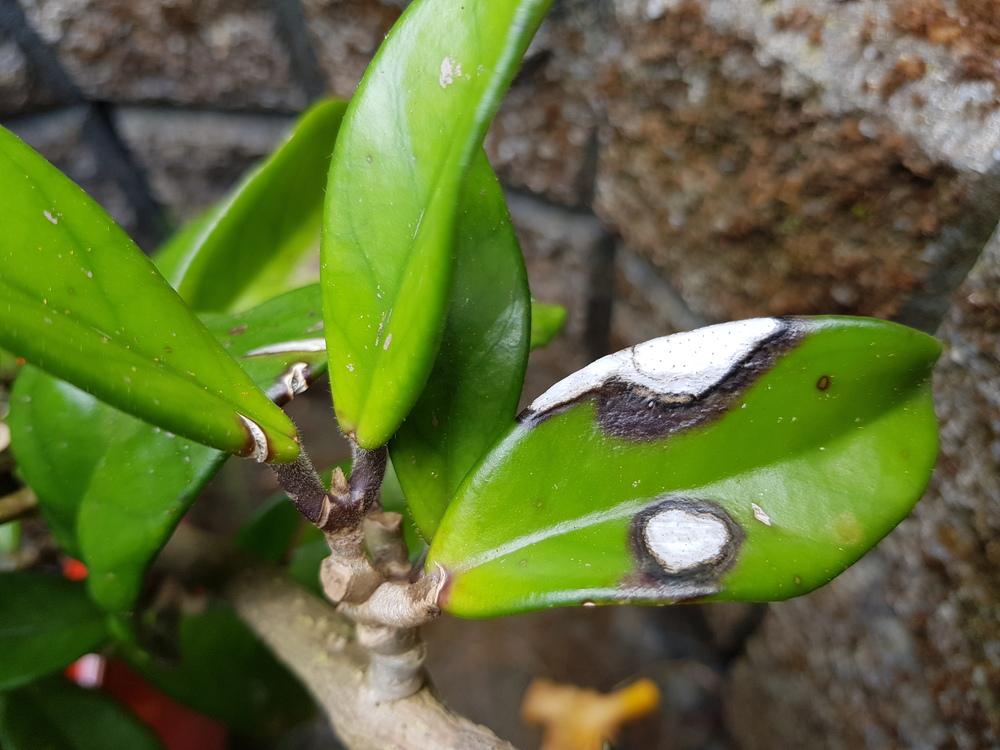 Help! Hoya with white rot on leaves in the Ask a Question forum