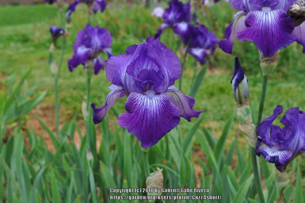 Tall Bearded Iris (Iris 'Night Out') in the Irises Database
