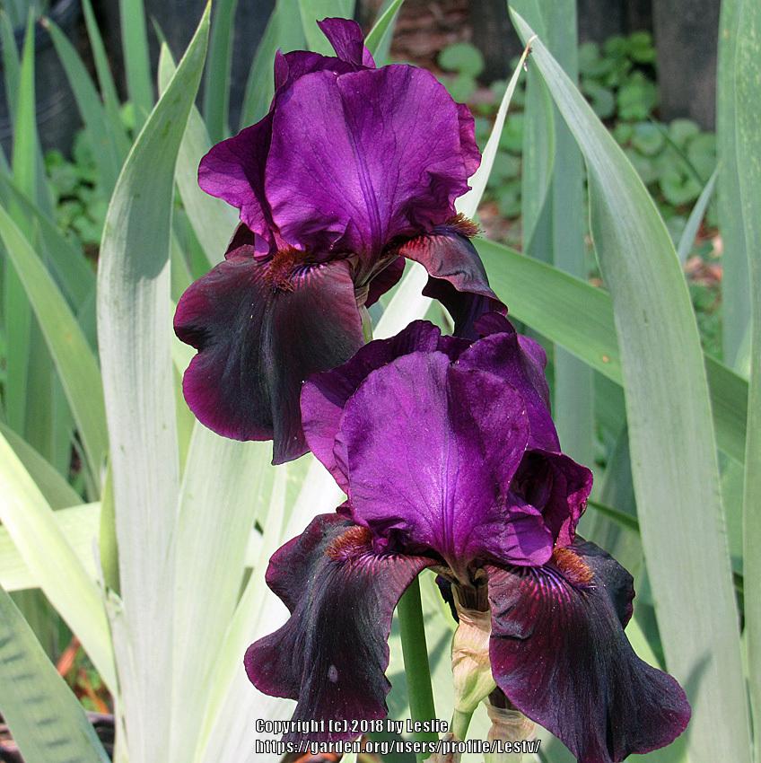 Photo of the bloom of Tall Bearded Iris (Iris 'Sable Night') posted by