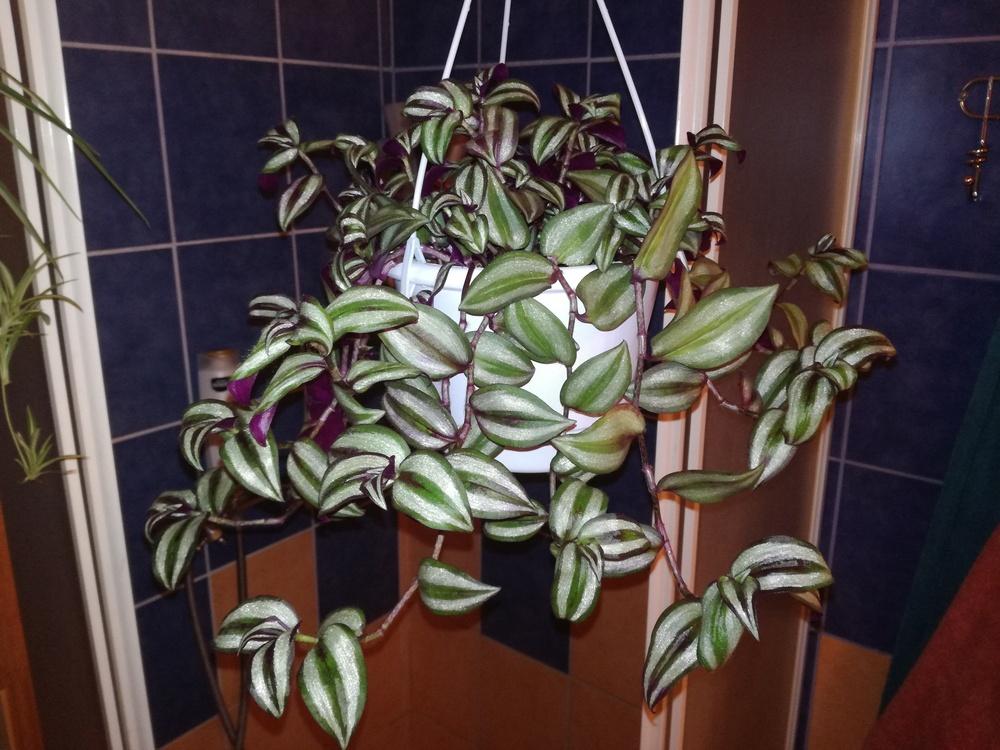 Wandering jew in the Ask a Question forum