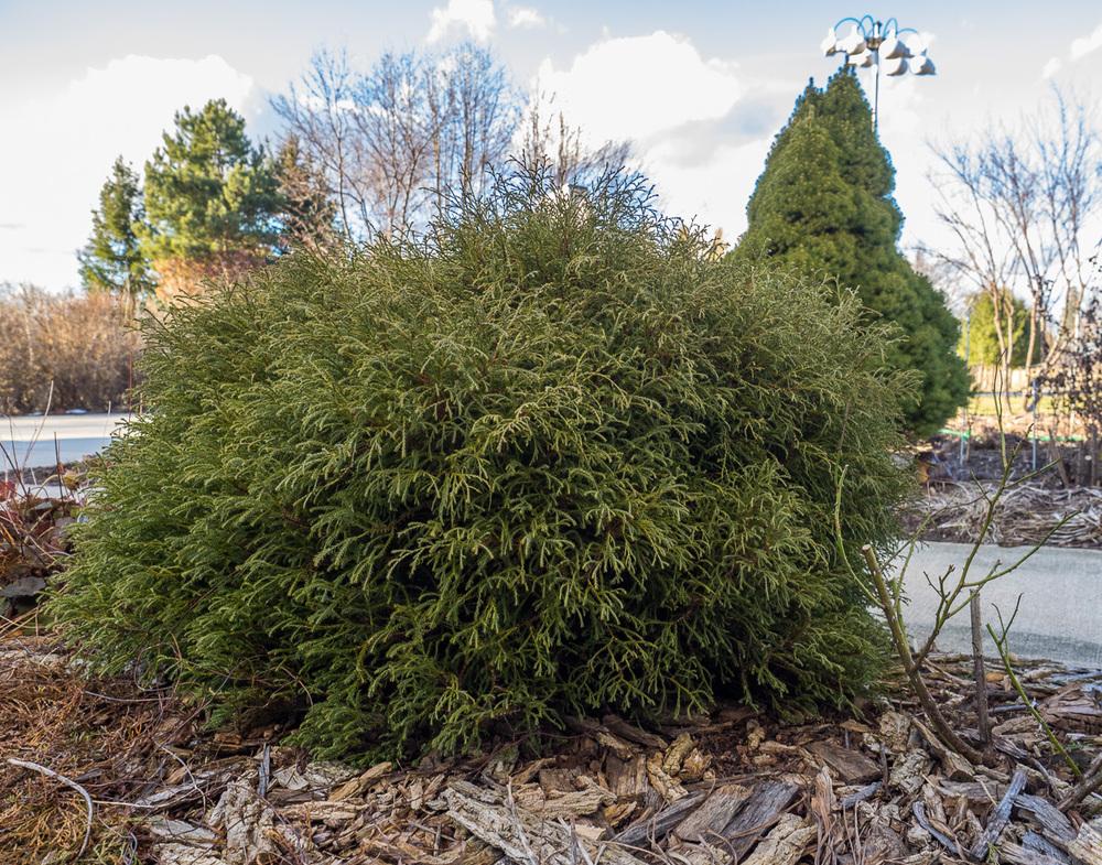 Arborvitaes Plant Care and Collection of Varieties