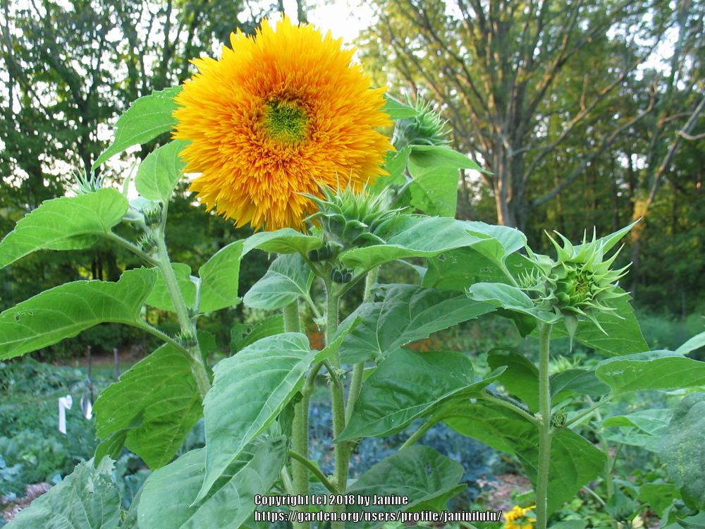 Sunflowers Plant Care and Collection of Varieties