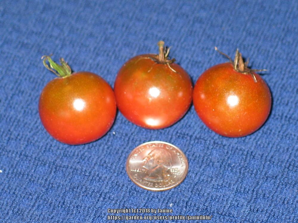 Tomato (Solanum lycopersicum 'Brown Berry') in the Tomatoes Database