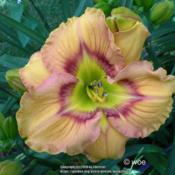 Location: Koeln,  GermanyDate: 2014