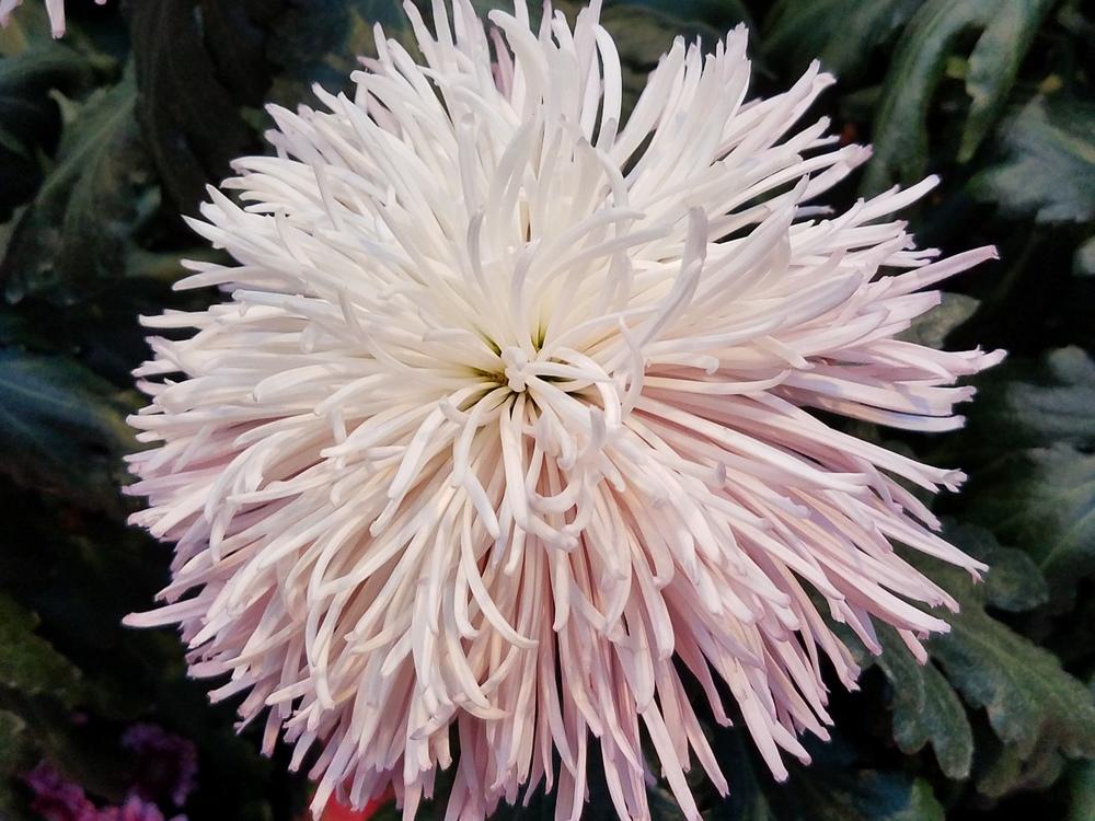 Quill Mum (Chrysanthemum 'Kings Delight')