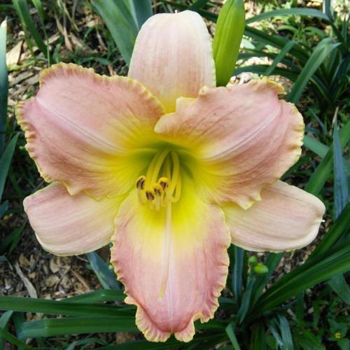 Daylily (Hemerocallis 'Country Melody') in the Daylilies Database