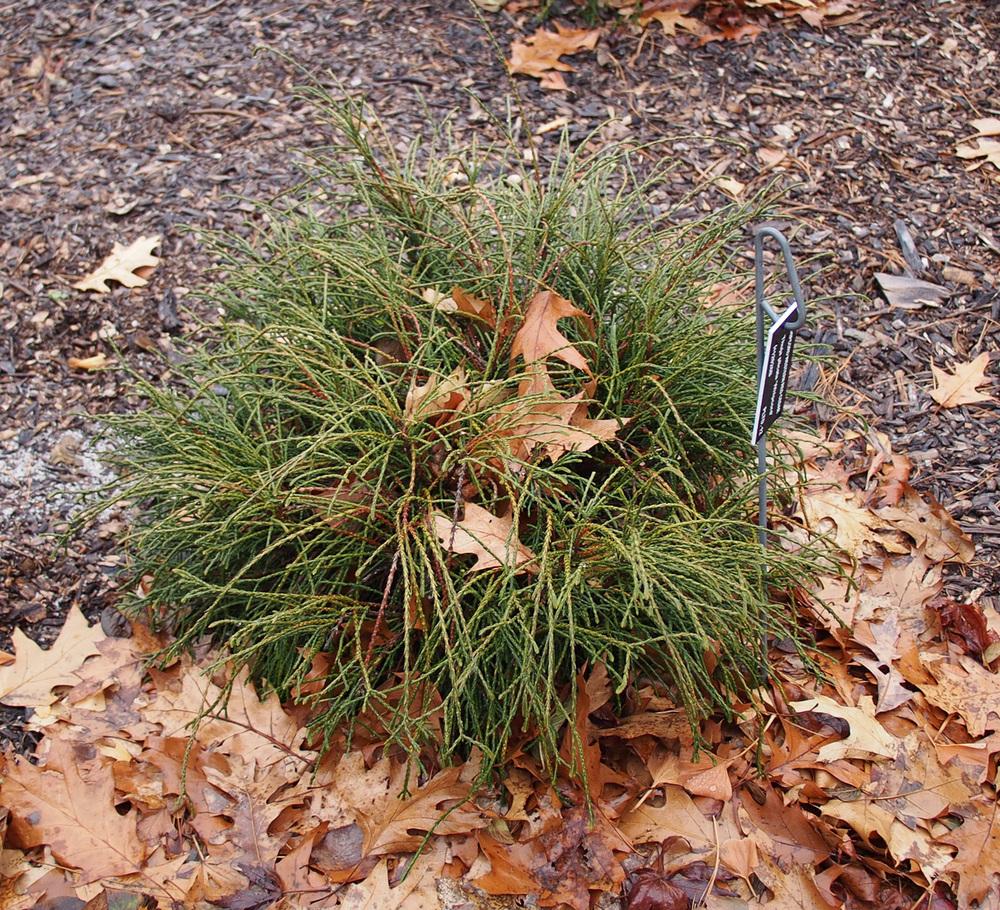 Arborvitaes Plant Care and Collection of Varieties