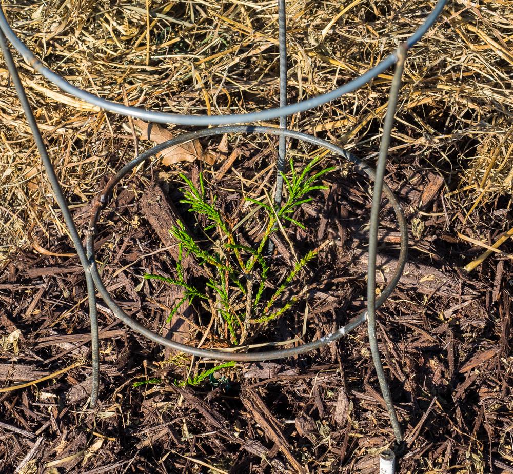 Arborvitaes Plant Care and Collection of Varieties