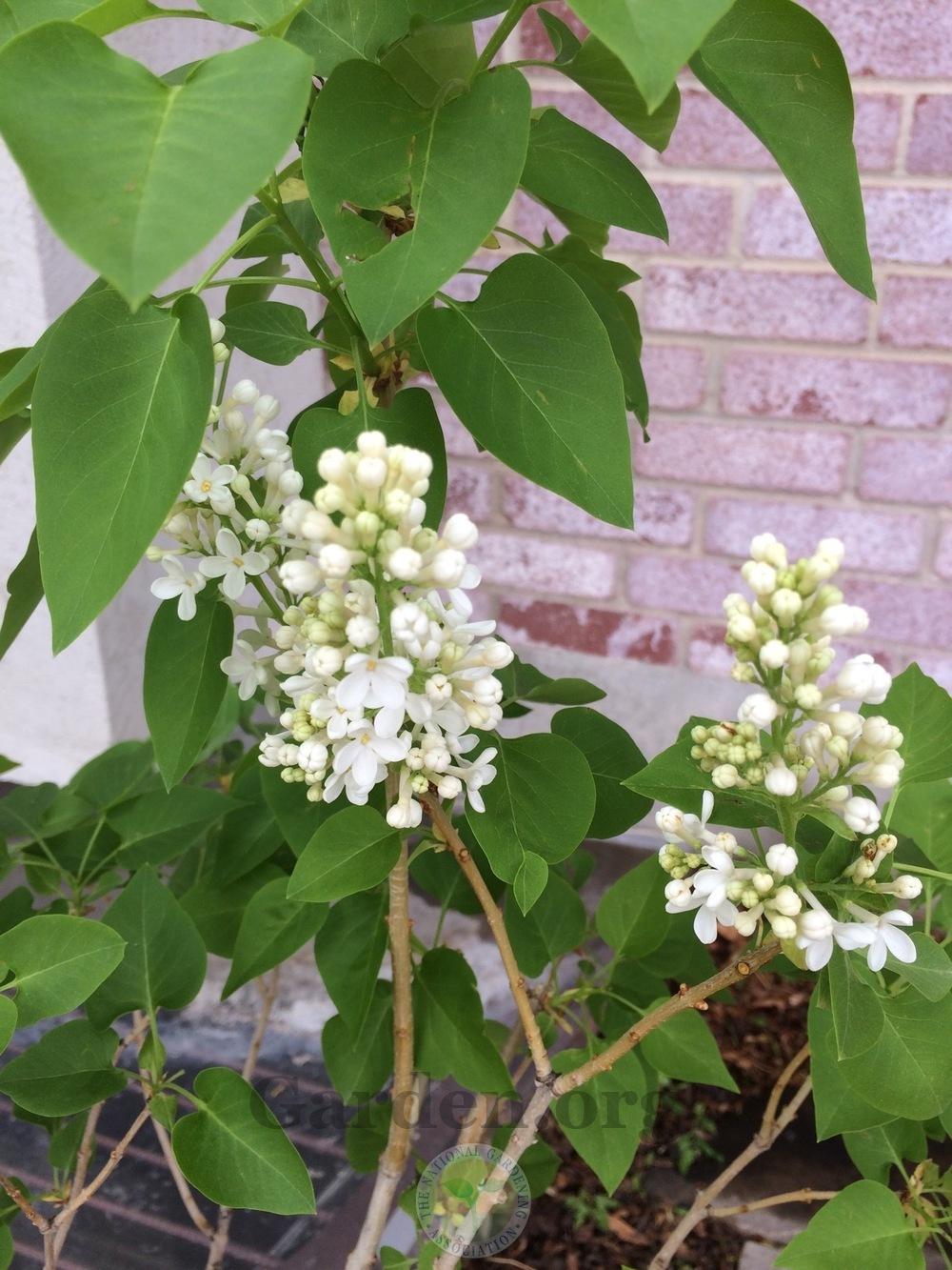 Lilacs Plant Care and Collection of Varieties