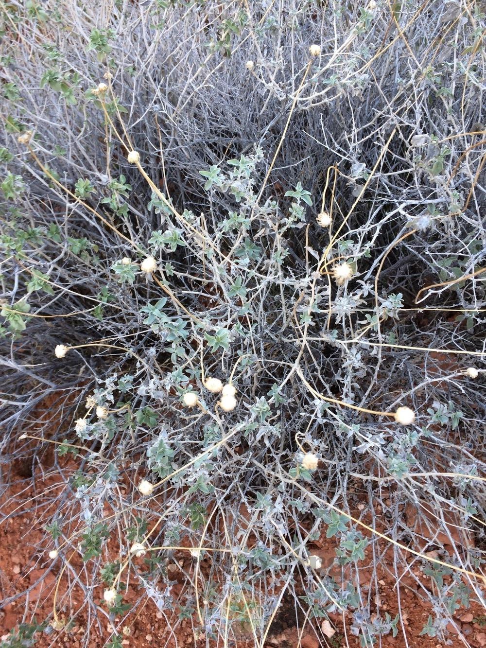 Virgin River Brittlebush (Encelia virginensis)