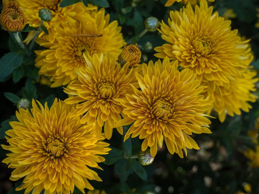 Mum (Chrysanthemum 'Best Regards')