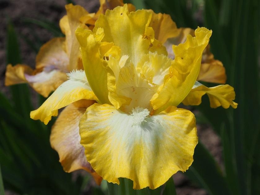 Standard Dwarf Bearded Iris (Iris 'Lemon Freeze') in the Irises