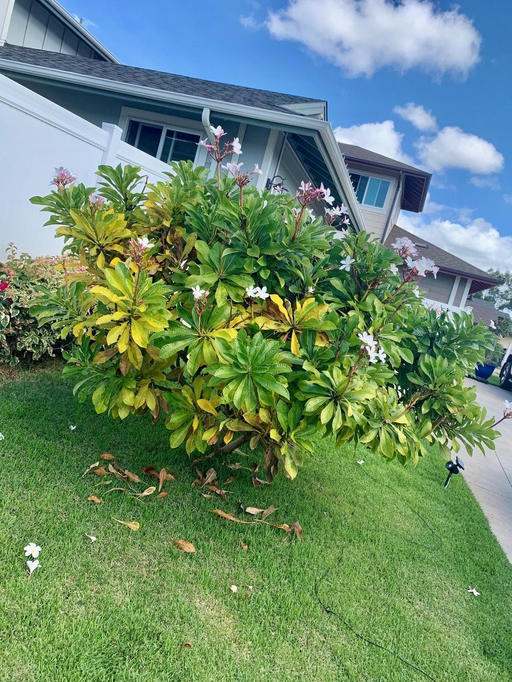 Plumeria tree turning yellow and dropping leaves HELP! in the Plumeria