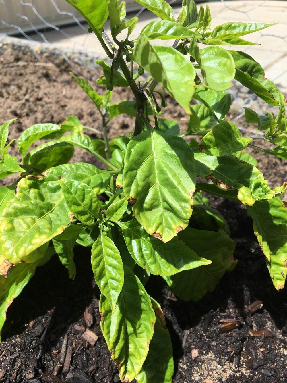 Carolina Reaper problems in the Ask a Question forum - Garden.org