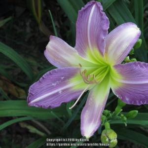 Truly lavender! Truly lavender!