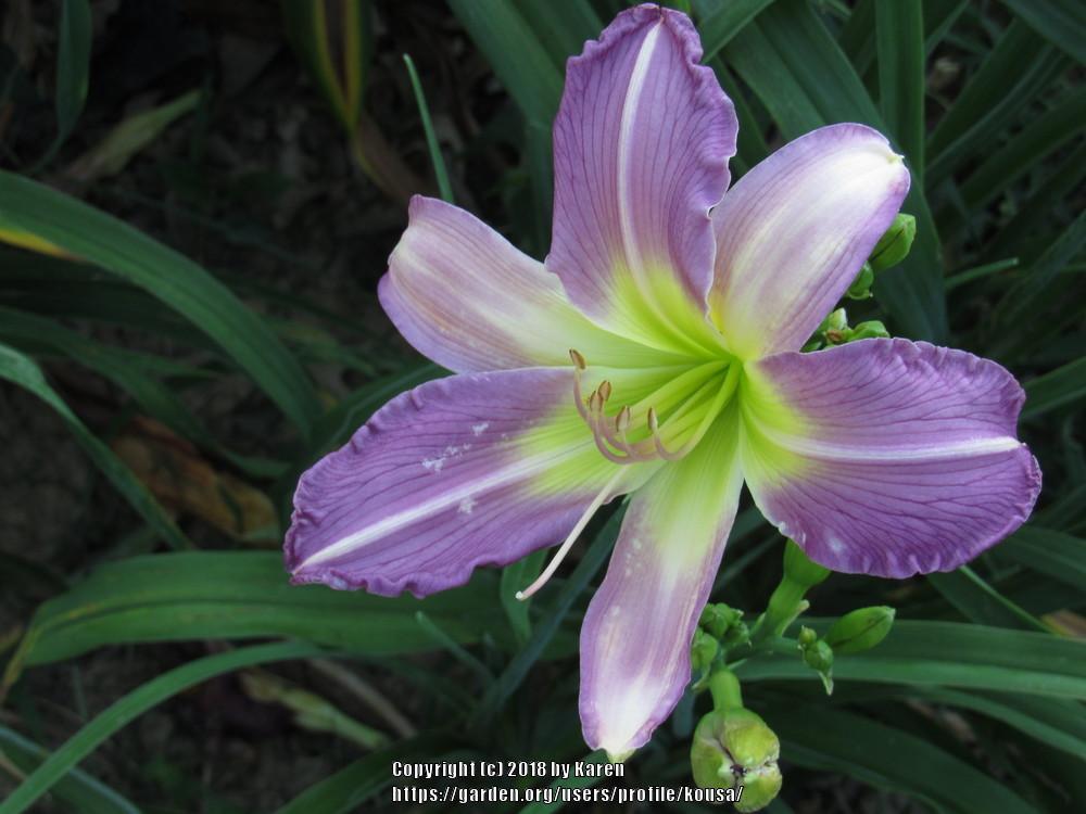 Daylily (Hemerocallis 'Moonlight Orchid') in the Daylilies Database