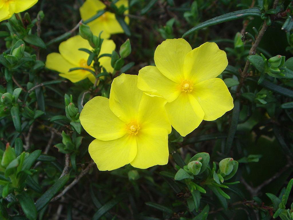 Photo of the bloom of Yellow Rock Rose (Halimium calycinum) posted by