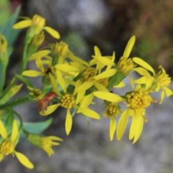 Location: Hohe Tauern - Austria