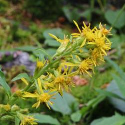 Location: Hohe Tauern - Austria