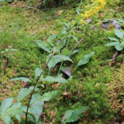 Location: Hohe Tauern - Austria
Date: 2018-07-22