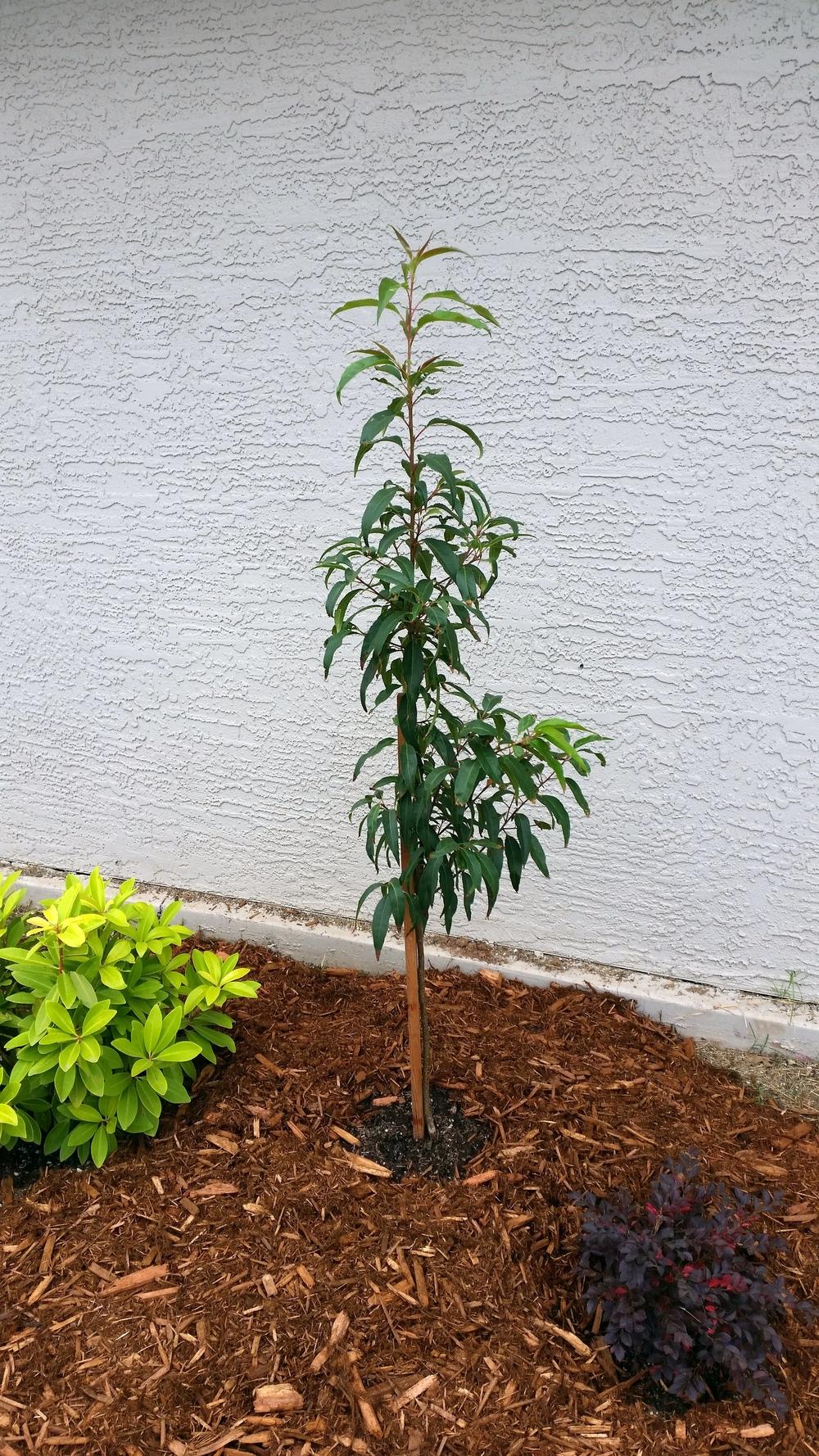 Capulin Cherry (Prunus serotina var. capuli) - Garden.org