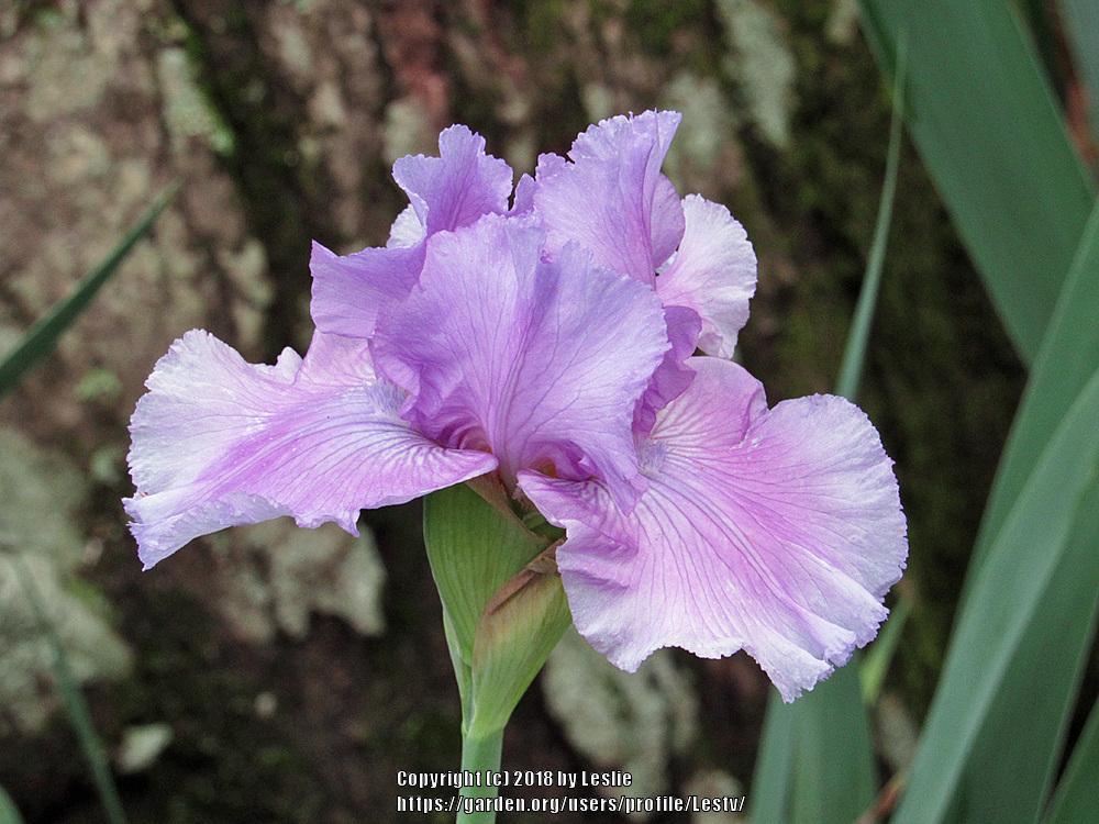 Tall Bearded Iris (Iris 'Orchid Dove') in the Irises Database