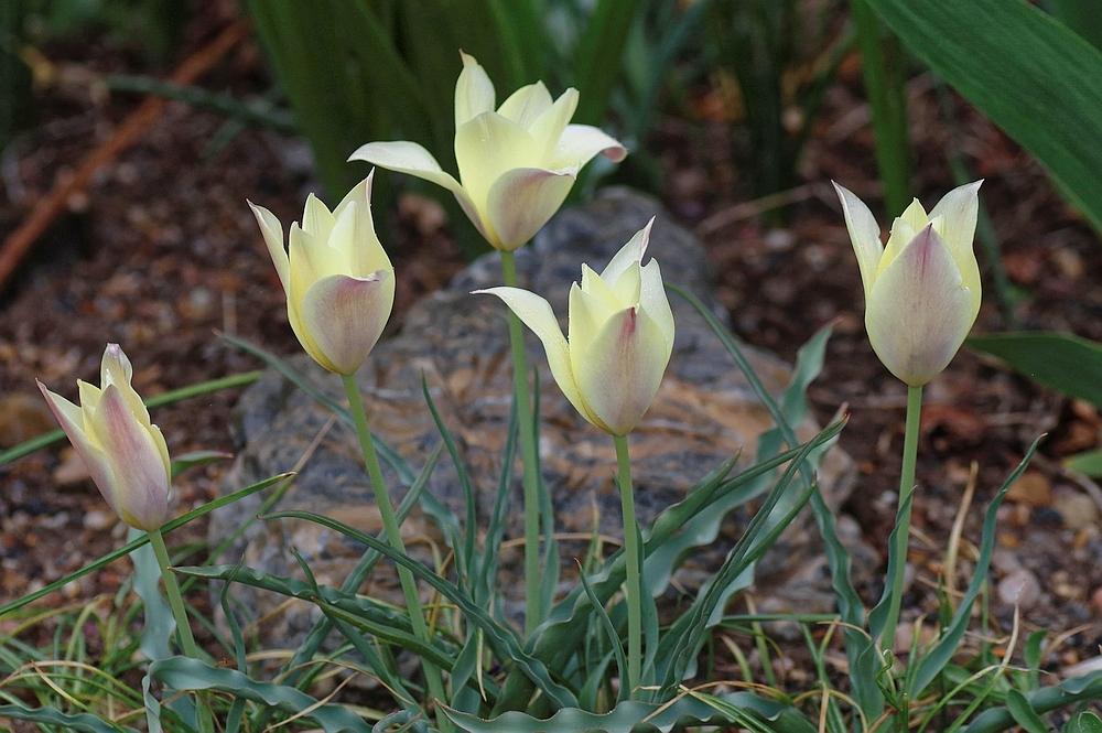 Tulip (Tulipa linifolia &lsquo;Honky Tonk&rsquo;) in the Tulips Database - Garden.org