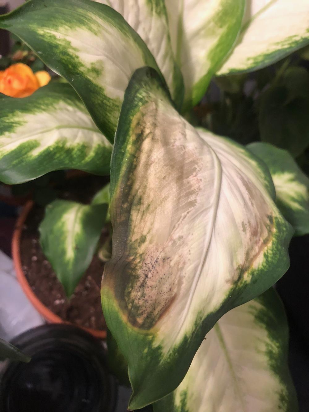 What is wrong with my dumb cane? in the Ask a Question forum