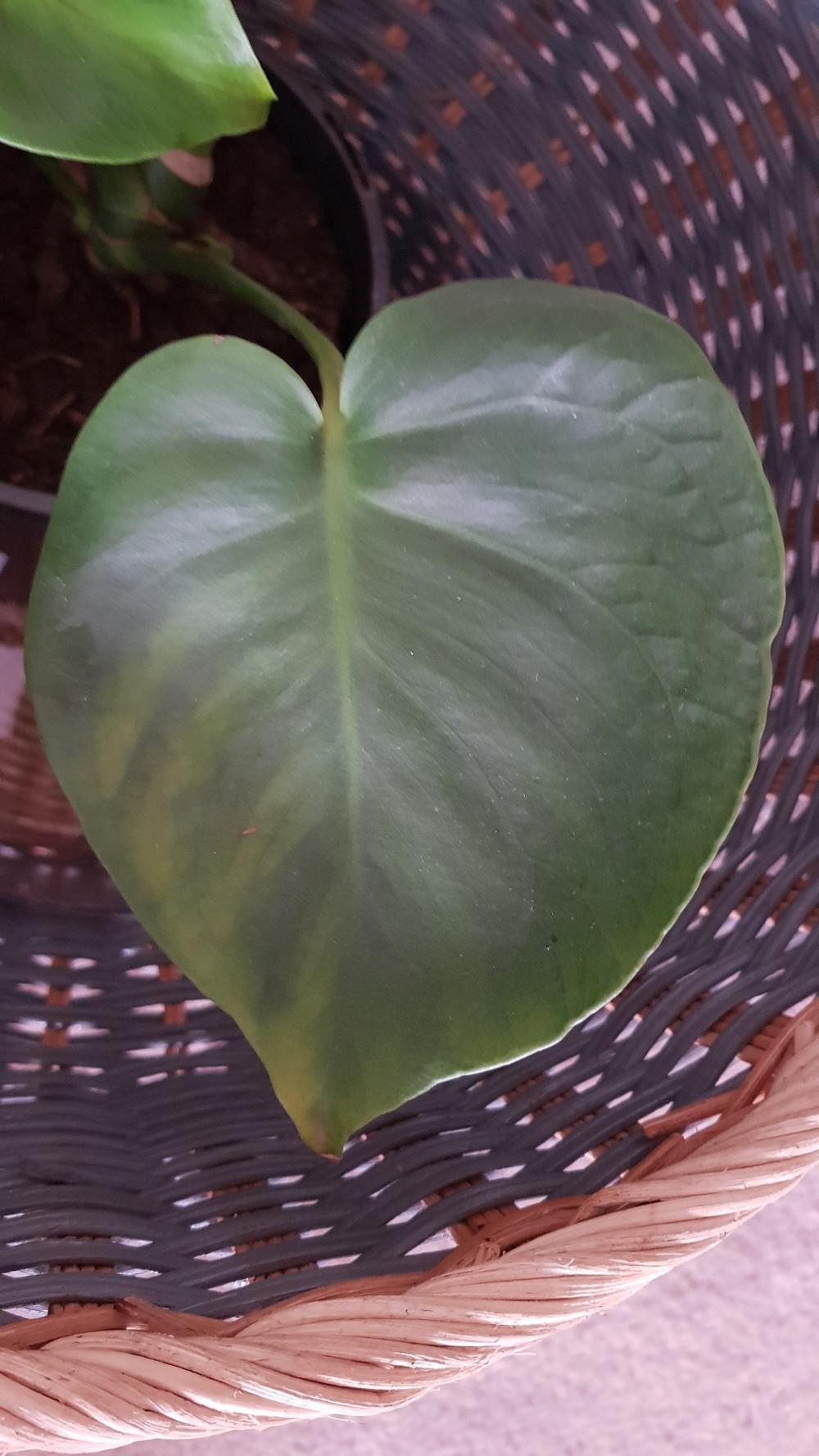 Ask A Question Forum Leaf Cracks In Monstera Normal Garden Org