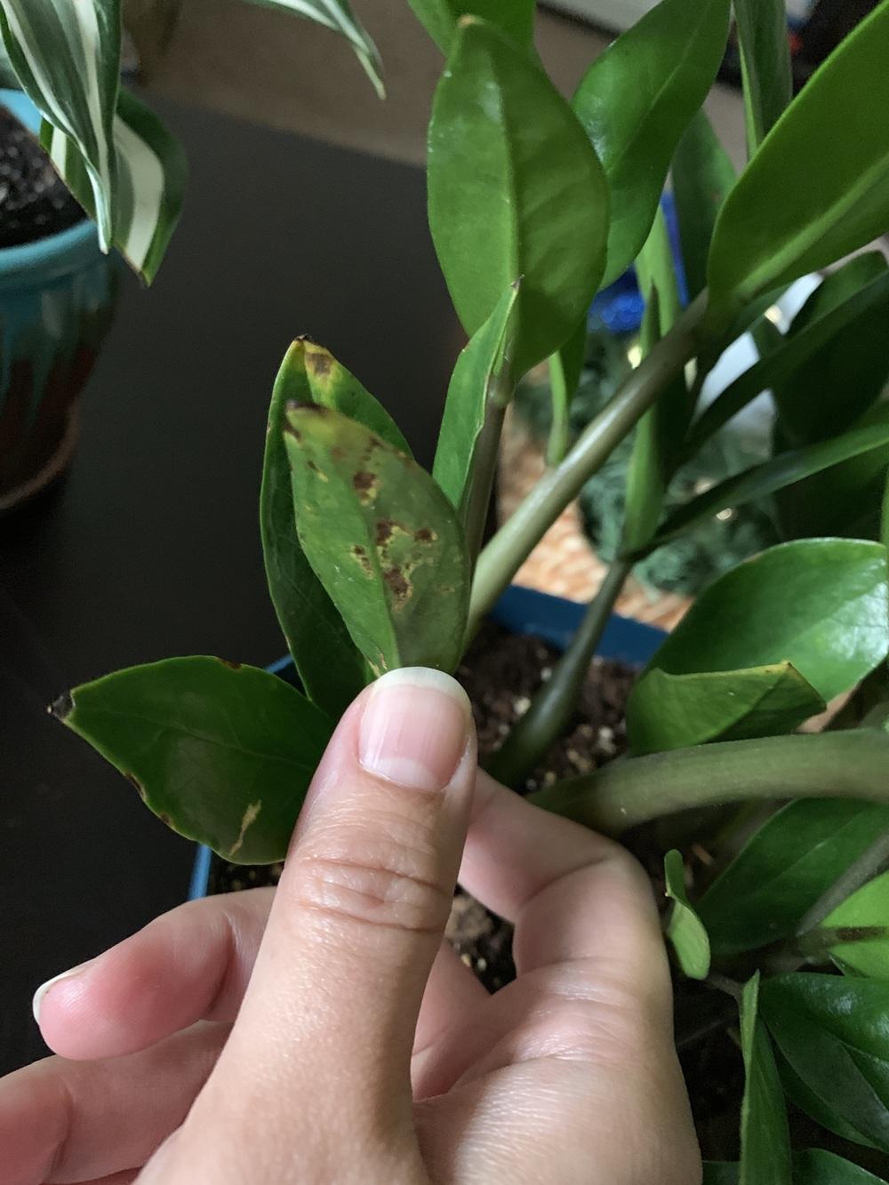 My ZZ plant has black spots on its leaves in the Ask a Question forum