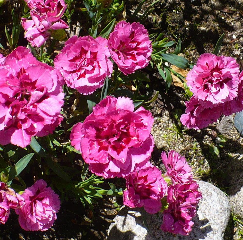 Carnation (Dianthus caryophyllus Oscar® Pink+Purple) in the Dianthus Database