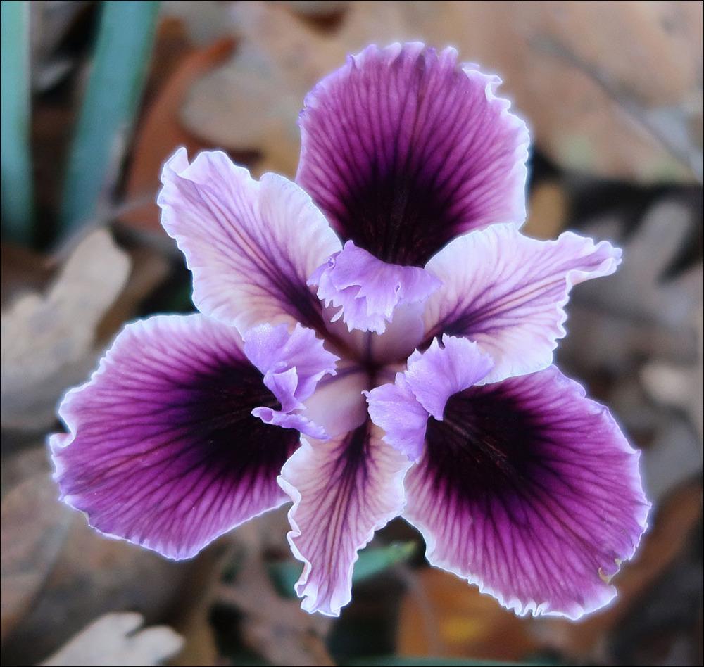 Irises Plant Care and Collection of Varieties